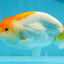 A Grade Orange White LionKing 5-5.5 inches #112924LC_09