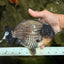 A Grade Blue Ranchu Male 6.5-7 inches #101626RC_24