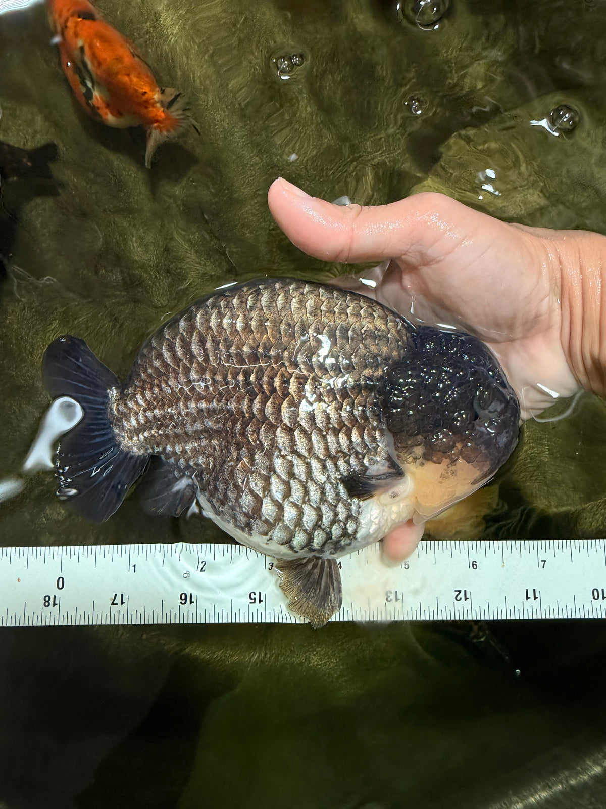 A Grade Blue Ranchu Male 6.5-7 inches #101626RC_24