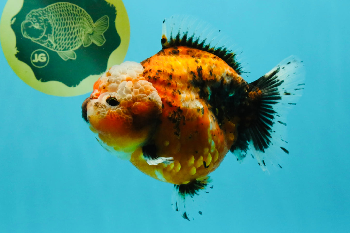 SPECIAL A Grade Sakura Yuanbao Female 5.5-6 inches #032026YB_27