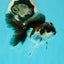 Panda Oranda Male 4 inches #110124OR_14