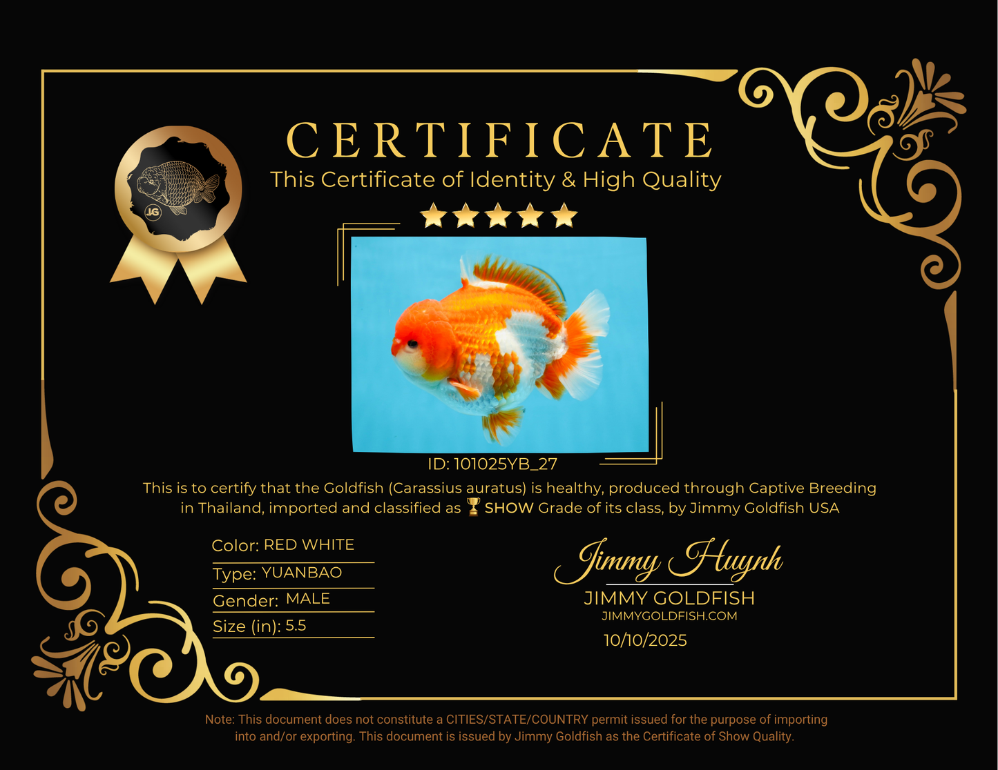 SHOW GRADE Godzilla Red White Yuanbao Male 5.5 inches #101025YB_27