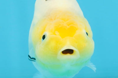 A Grade Milk Cow Ranchu Female 4.5 inches #101025RC_14