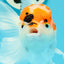 A Grade Tricolor Red Head Snow White Oranda Female 5.5 inches #0531OR_17