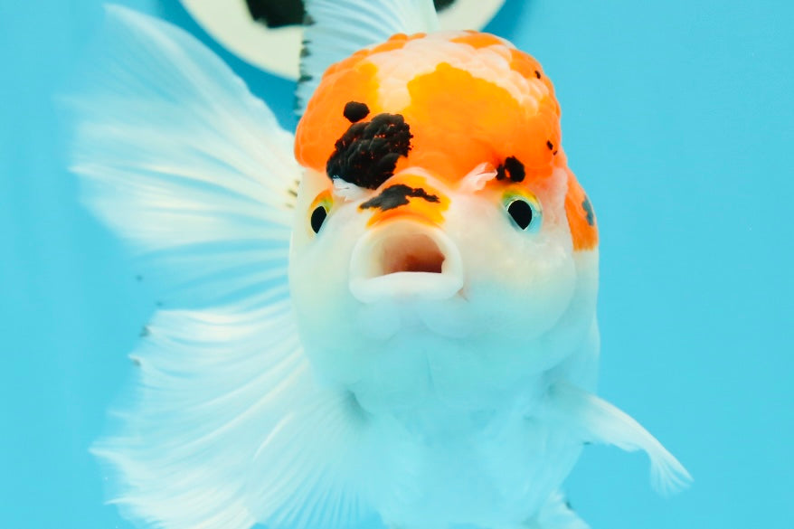 A Grade Tricolor Red Head Snow White Oranda Female 5.5 inches #0531OR_17