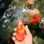 CHONKY A Grade Sakura Oranda Male 6 inches #070626OR_13