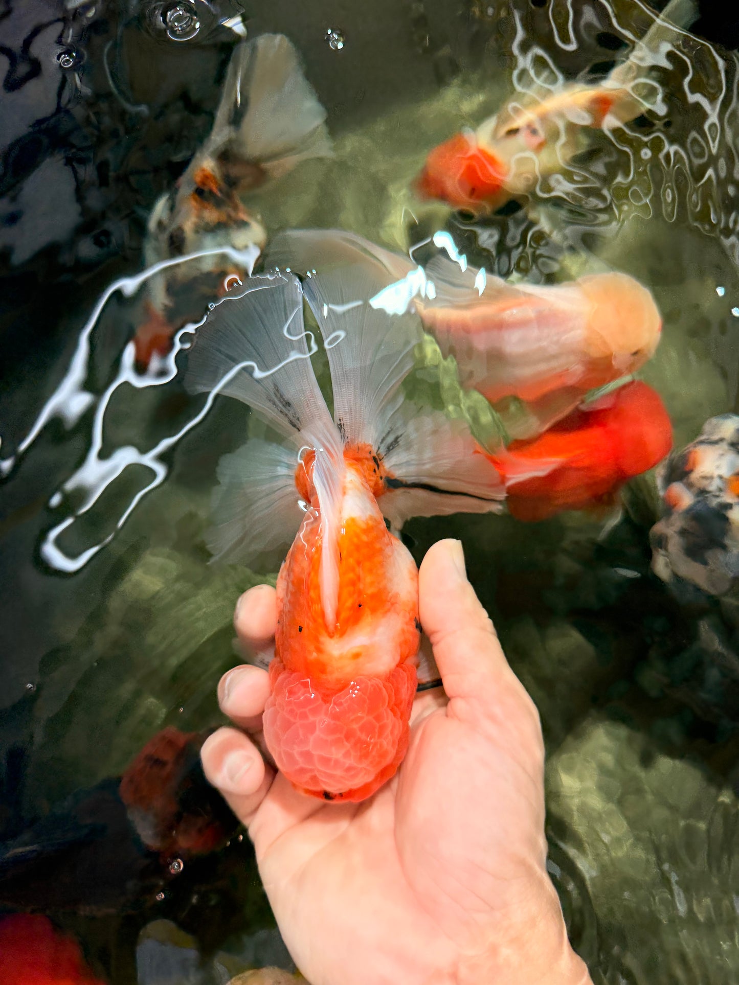CHONKY A Grade Sakura Oranda Male 6 inches #070626OR_13