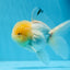 AAA Grade Lemonhead Oranda Male 4.5-5 inches #0830OR_12