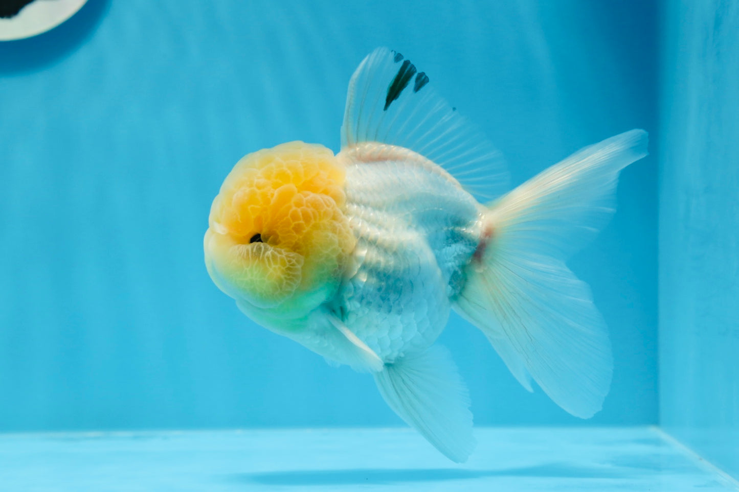 Oranda macho de cabeza de limón de grado AAA de 4,5 a 5 pulgadas n.º 0830OR_12