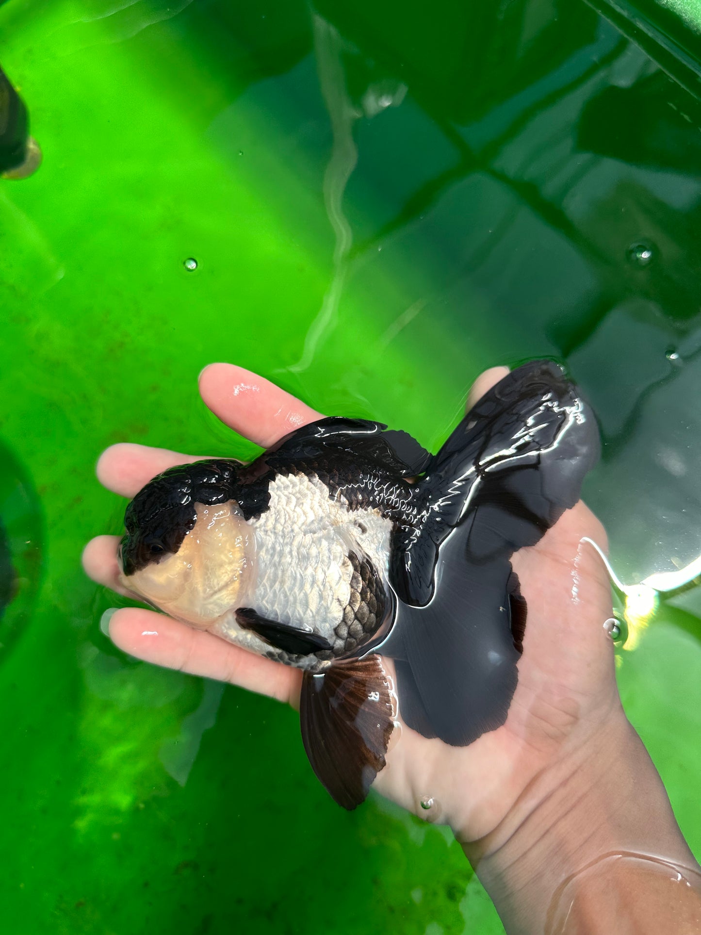 🐼 A Grade Killer Whale Panda Oranda Female 5.5 inches #0607OR_04