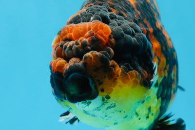 A Grade Tiger Strong Body Structure LionKing 5.5 inches #101725LC_22