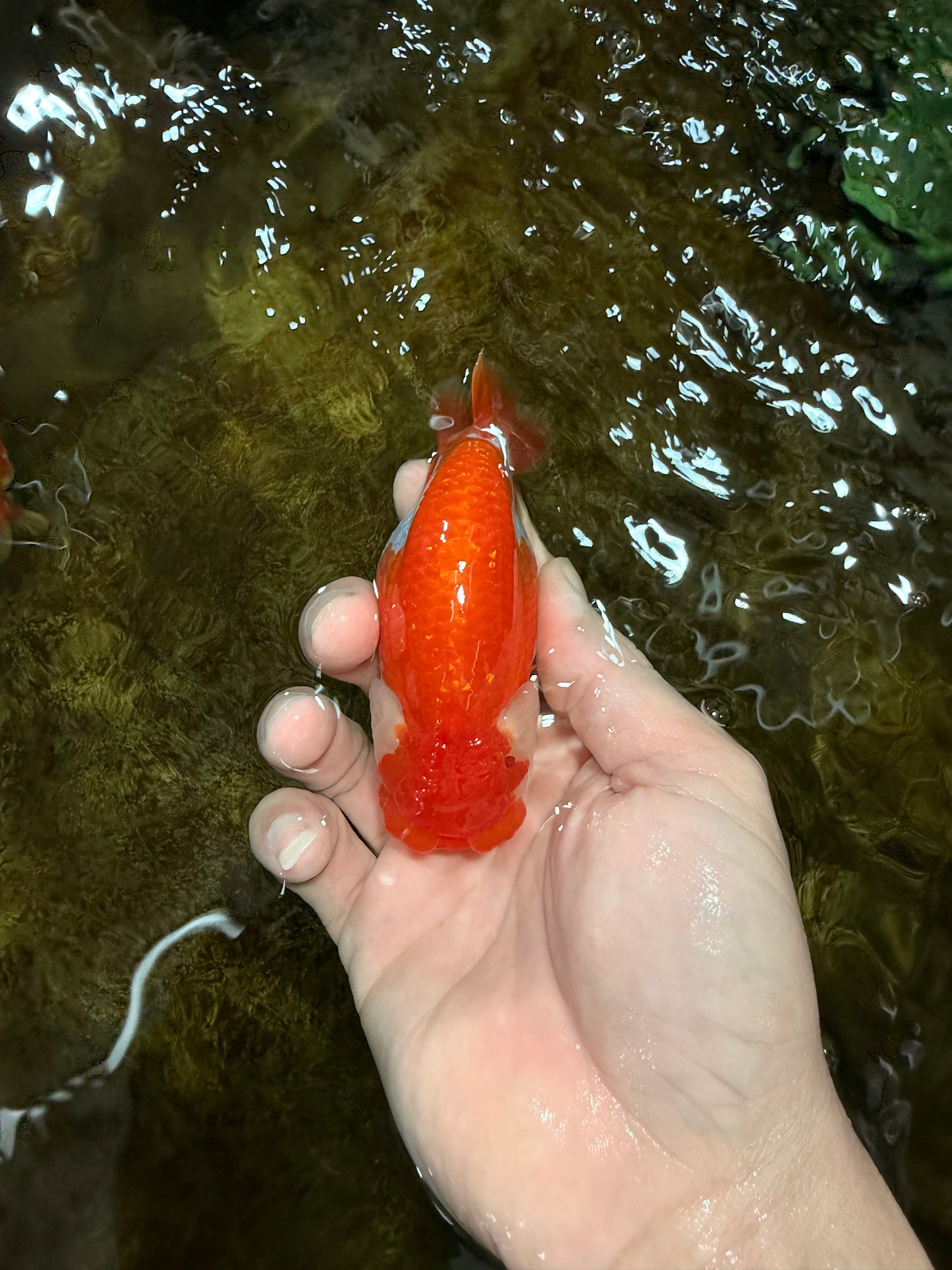 A Grade Red White LionQueen 4 inches #112125LC_06