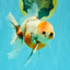 Sanke Oranda Male 5.5 inches #082826OR_04