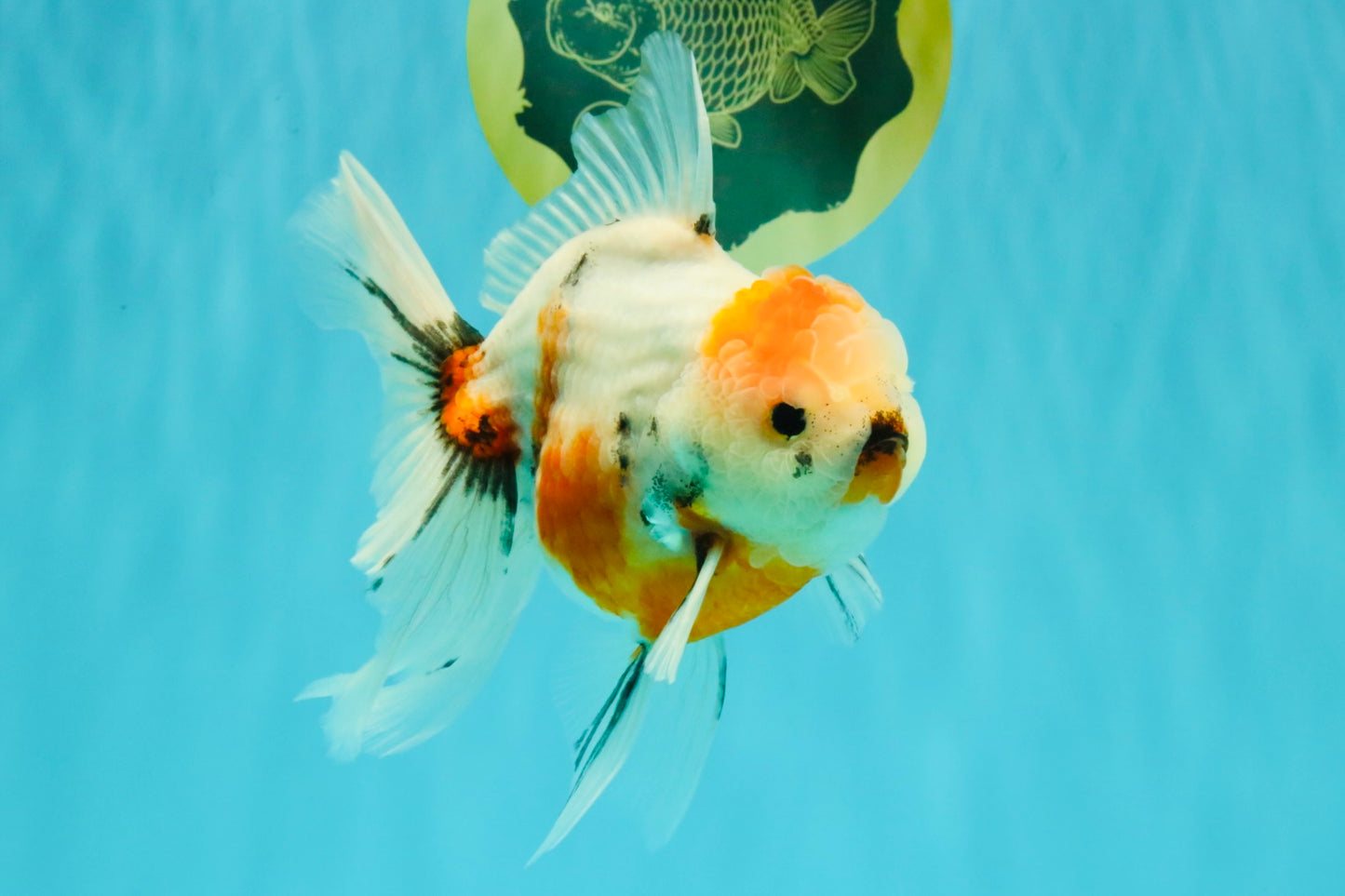 Sanke Oranda Male 5.5 inches #082826OR_04