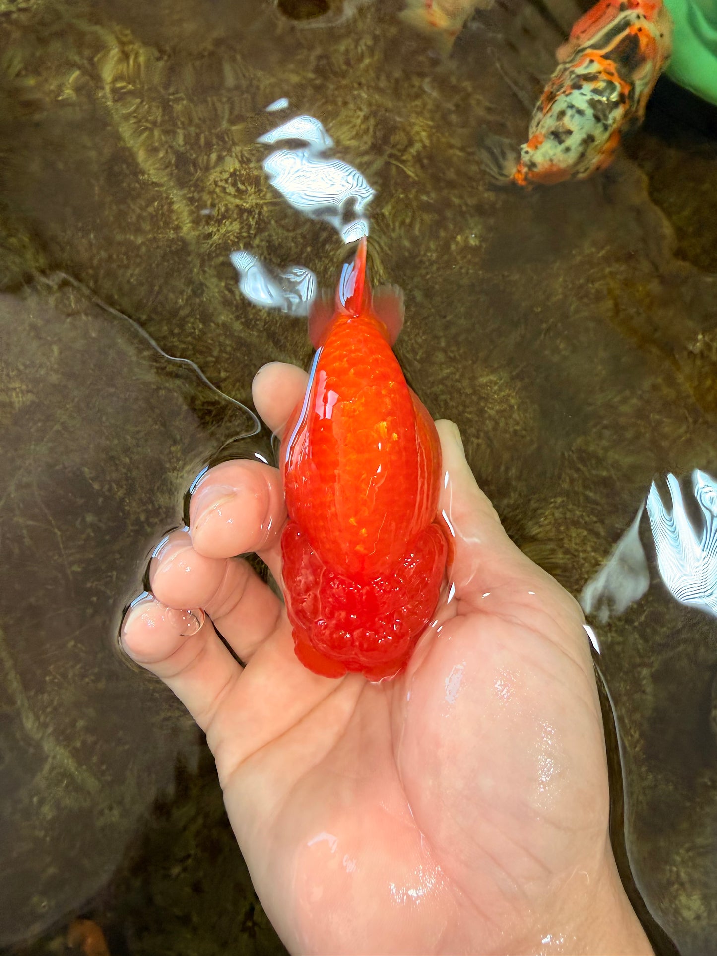 AAA Grade Young Red White LionQueen 4 inches #101025LC_04