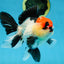 CHARLIE CHAPLIN A Grade Tricolor Oranda Male 5 inches #082225OR_15