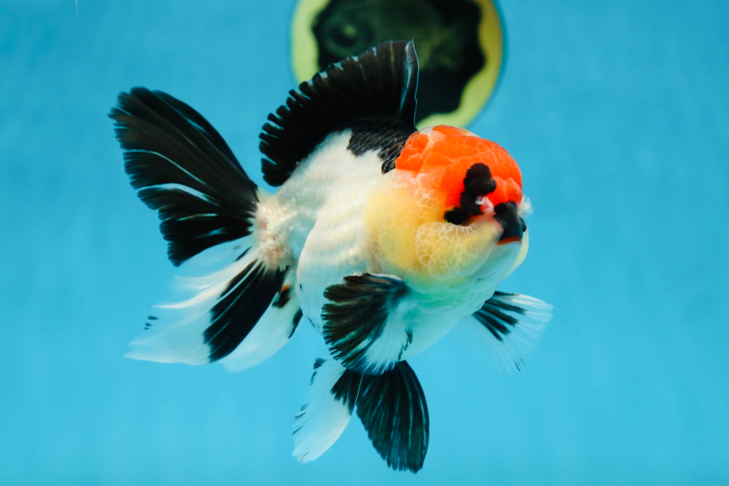 CHARLIE CHAPLIN A Grade Tricolor Oranda Male 5 inches #082225OR_15