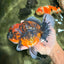 AAA Grade Calico Oranda Female 6.5-7 inches #100226OR_30