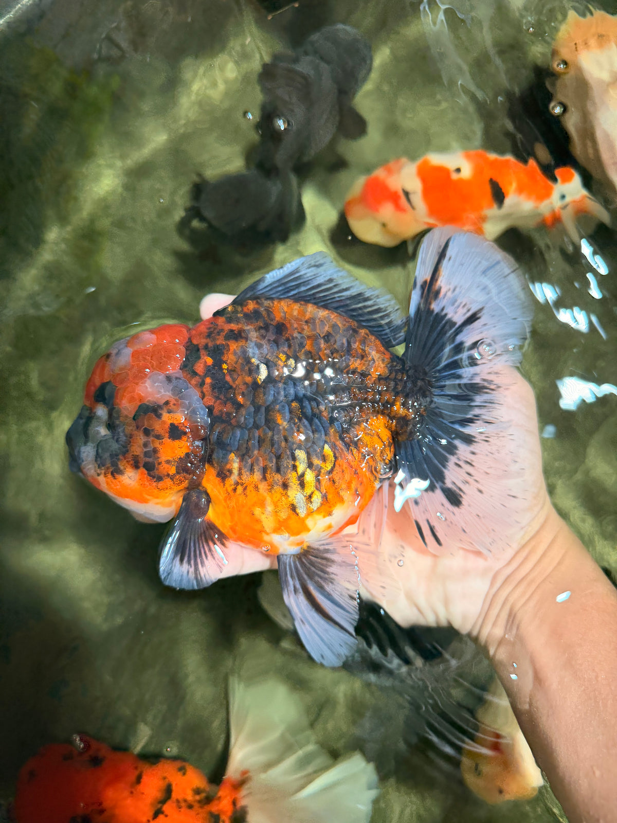 AAA Grade Calico Oranda Female 6.5-7 inches #100226OR_30