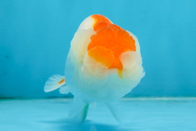 Red White LionChu 4 inches #112825LC_10