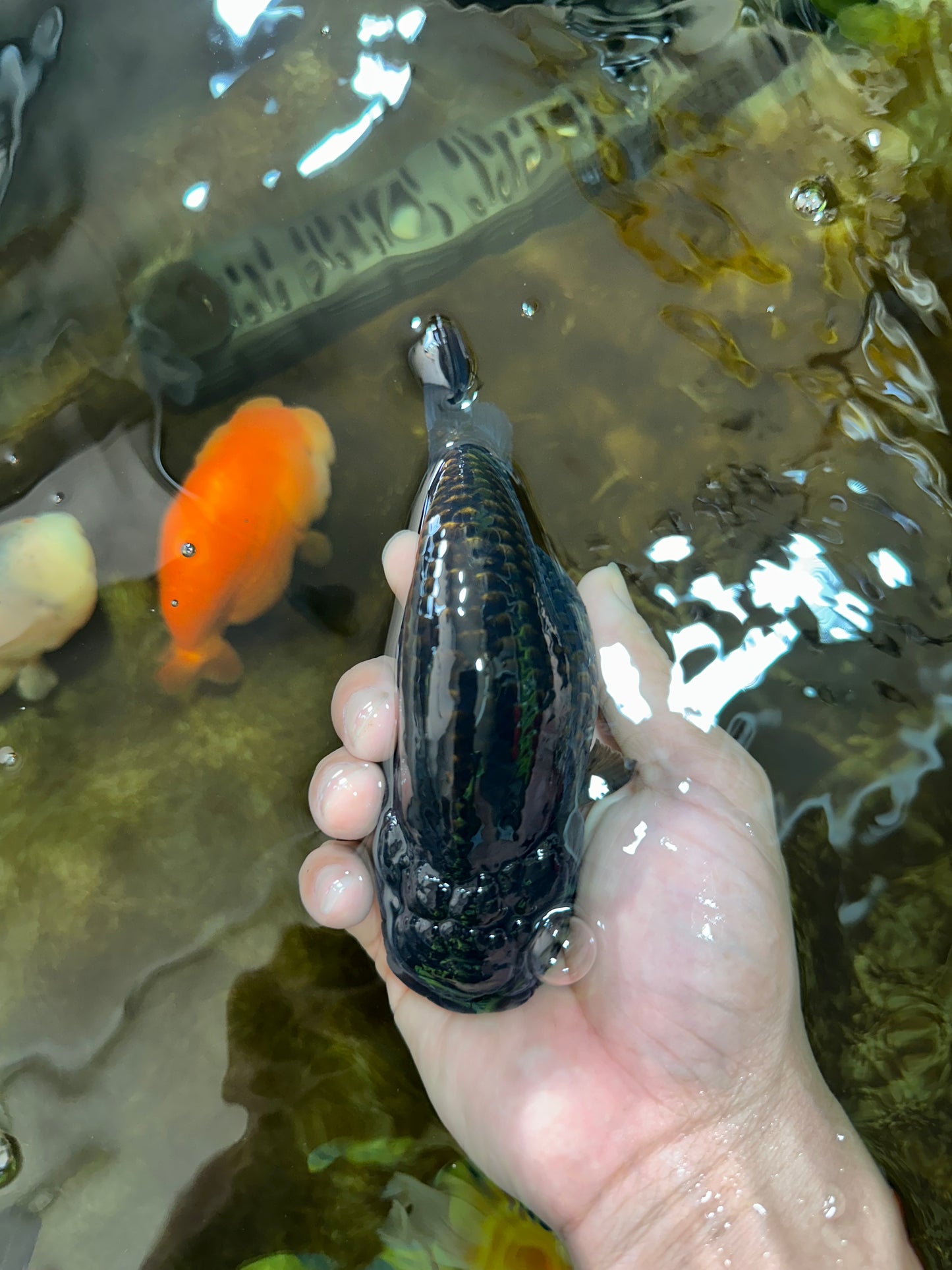 A Grade Black LionQueen 5-5.5 inches #071125LC_01