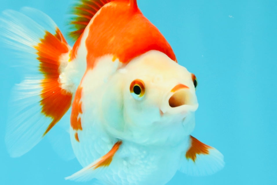 AAA Grade Red White Ryukin Female 4.5 inches #031326RK_31