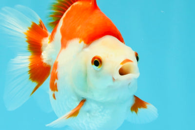 AAA Grade Red White Ryukin Female 4.5 inches #031326RK_31