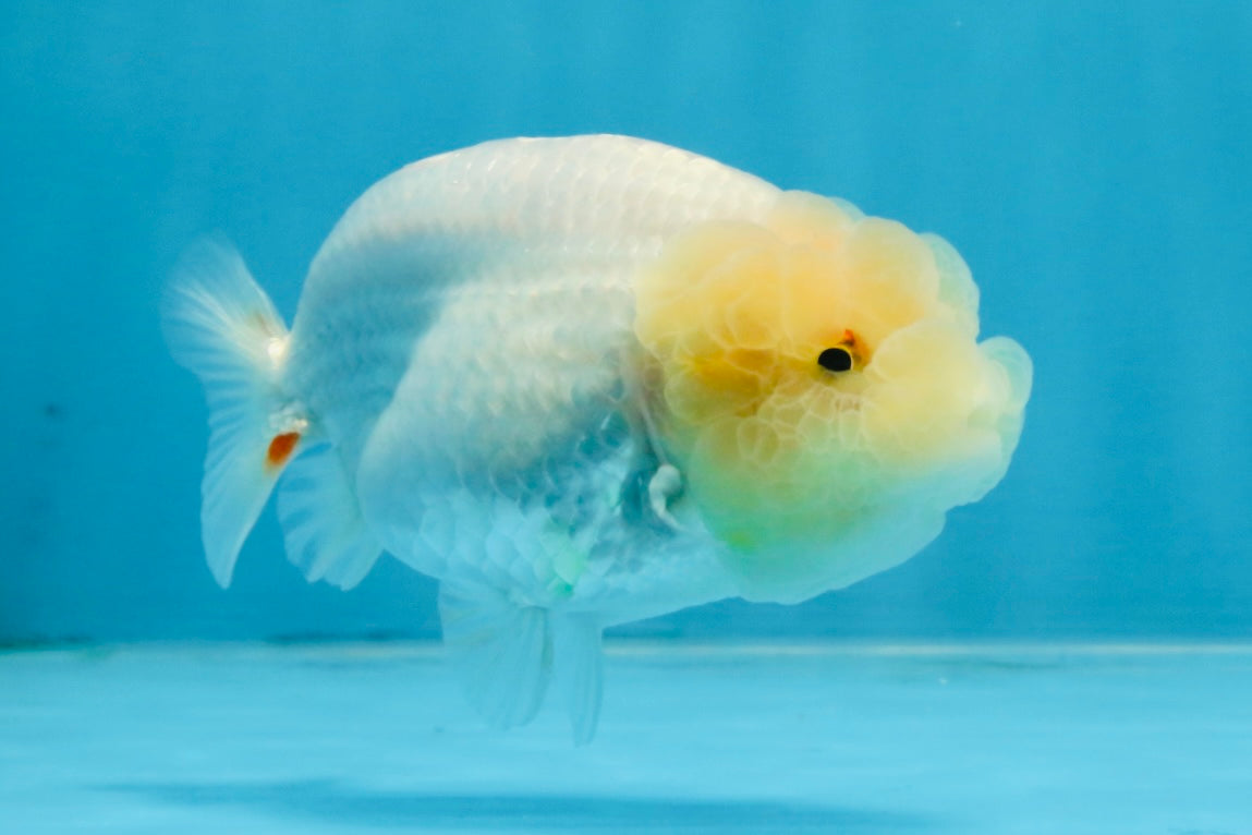 A Grade White LionQueen 4 inches #103125LC_26