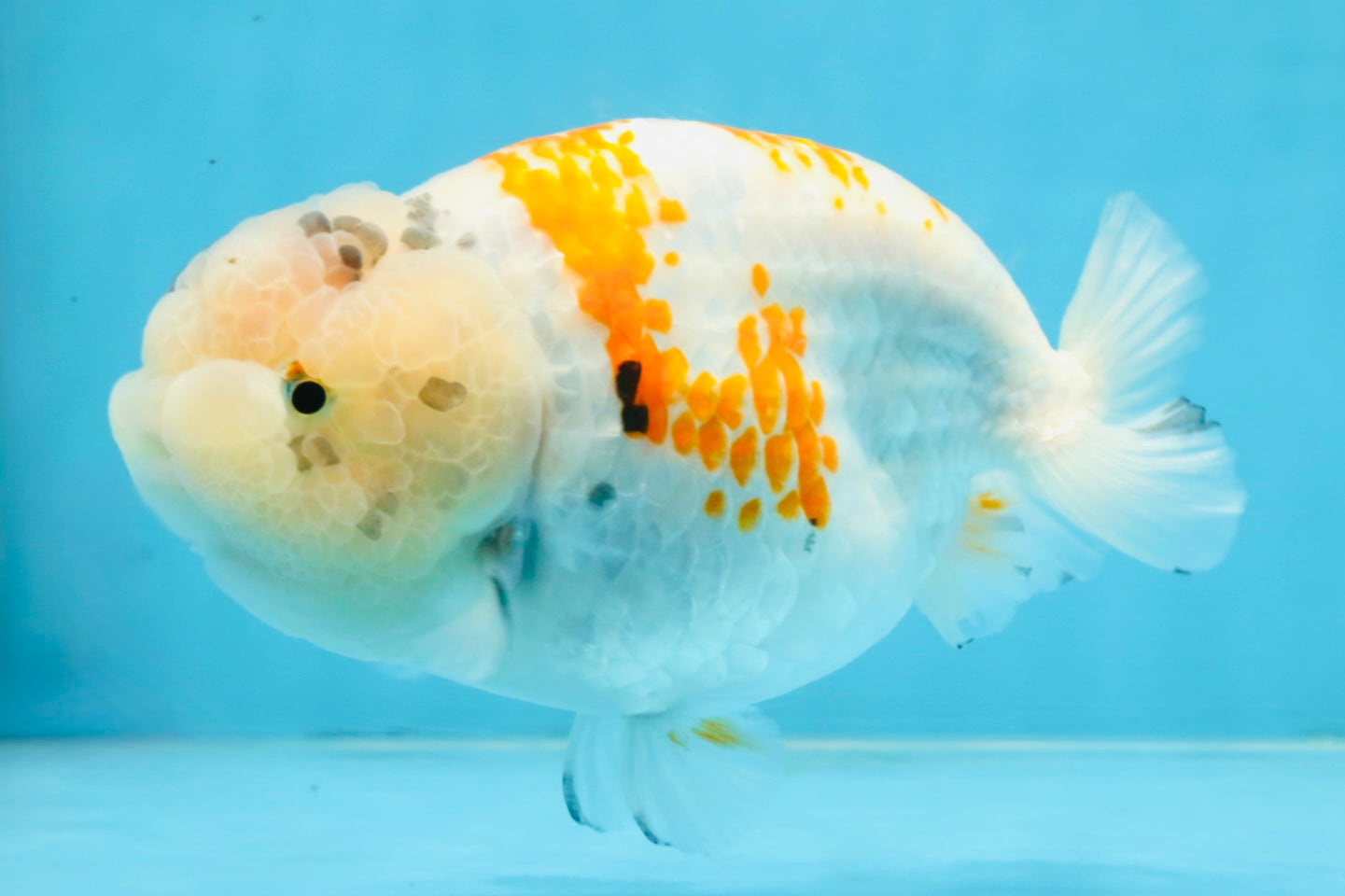 A Grade Sakura LionQueen 5.5 inches #110725LC_11