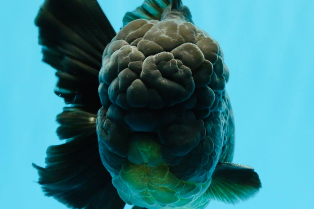 GODZILLA AAA Grade Black Oranda Male 6.5 inches #022026OR_04