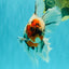 Calico Oranda Male 6.5-7 inches #071026OR_31