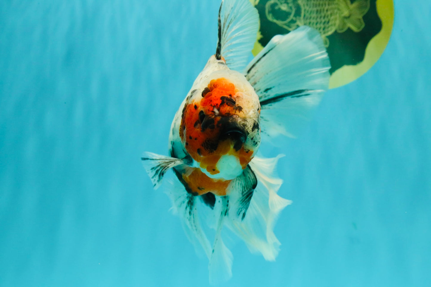 Calico Oranda Male 6.5-7 inches #071026OR_31