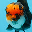 AAA Grade Bull Dog Lava Head  Oranda Female 5.5 inches #0719OR_07