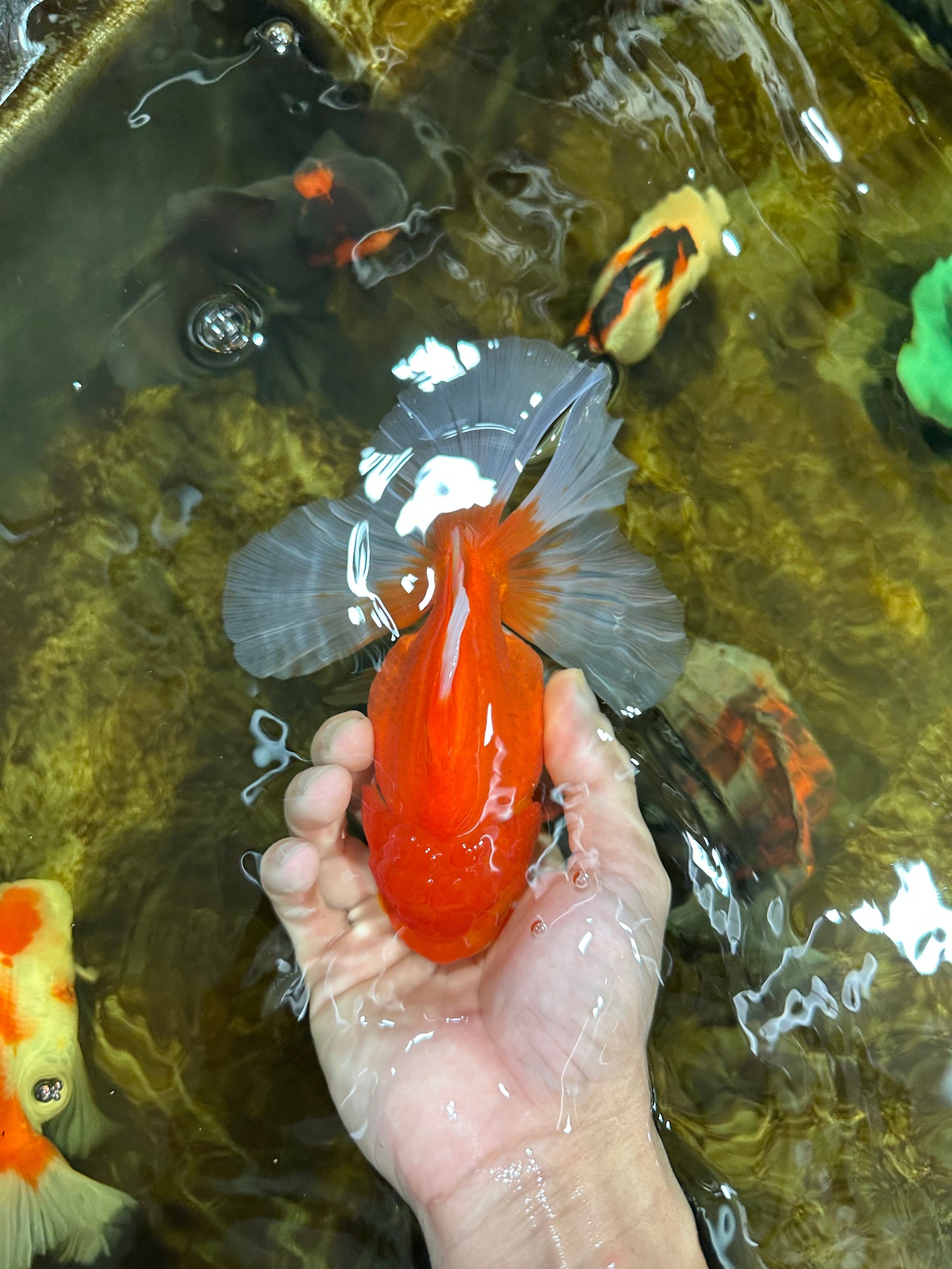 A Grade CHONKY Red White Oranda Female 6 inches #091925OR_09