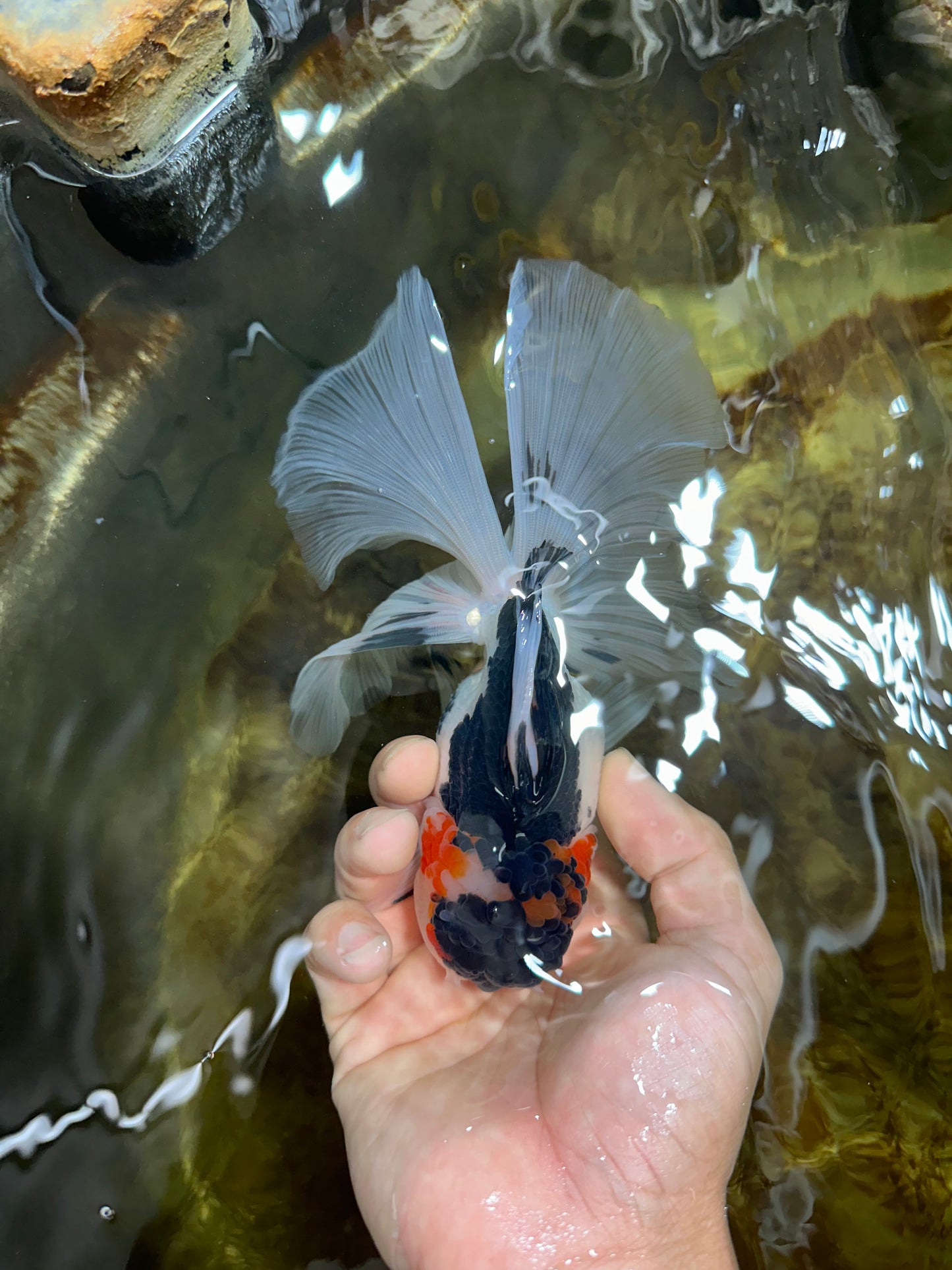 Tricolor Oranda Female 6 inches #090525OR_21