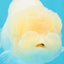 SUPER CUTE A Grade White LionQueen Female 4.5 inches #041026LC_17