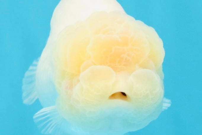 SUPER CUTE A Grade White LionQueen Female 4.5 inches #041026LC_17