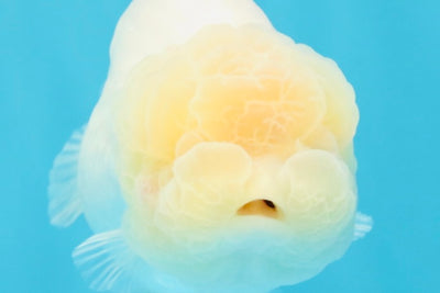 SUPER CUTE A Grade White LionQueen Female 4.5 inches #041026LC_17