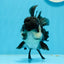 A Grade Panda Oranda Female 5  inches #0927OR_27