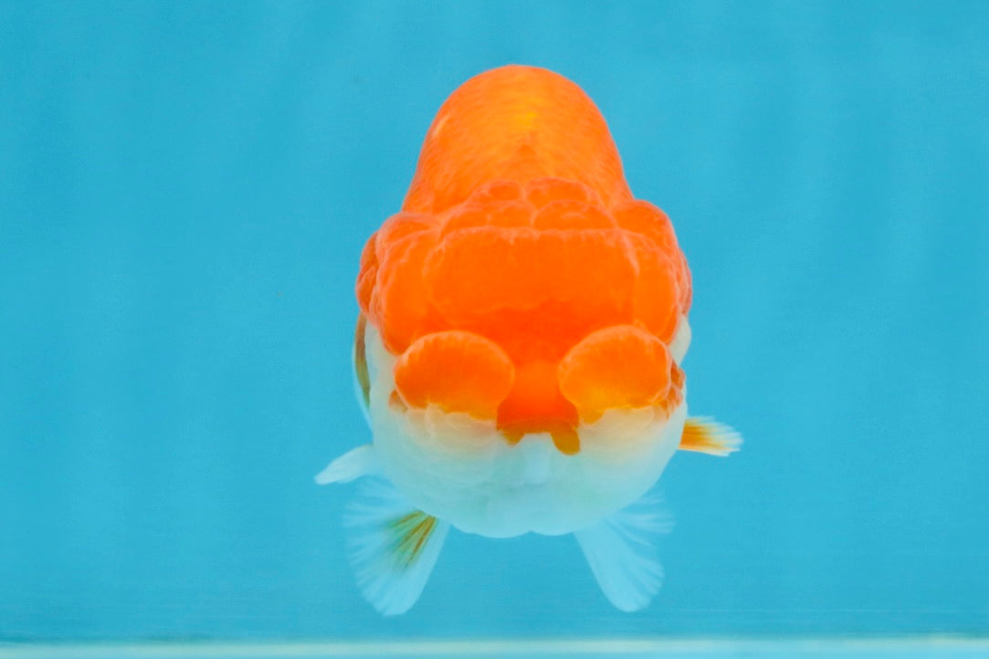 A Grade Red White LionQueen 4 inches #112125LC_12