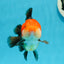 AAA Grade Red Head Tricolor Yuanbao Male 3.5-4 inches #1201YB_15