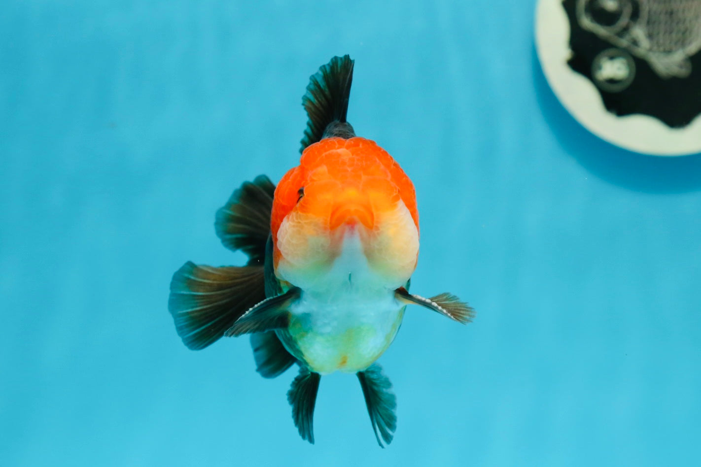AAA Grade Red Head Tricolor Yuanbao Male 3.5-4 inches #1201YB_15