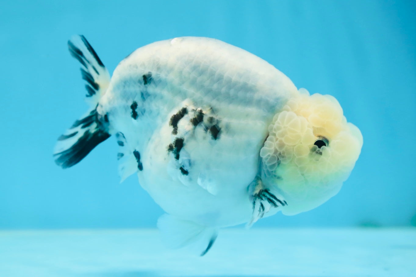 A Grade Marble Blue Back Sakura Lionking 4.5 inches #080125LC_16