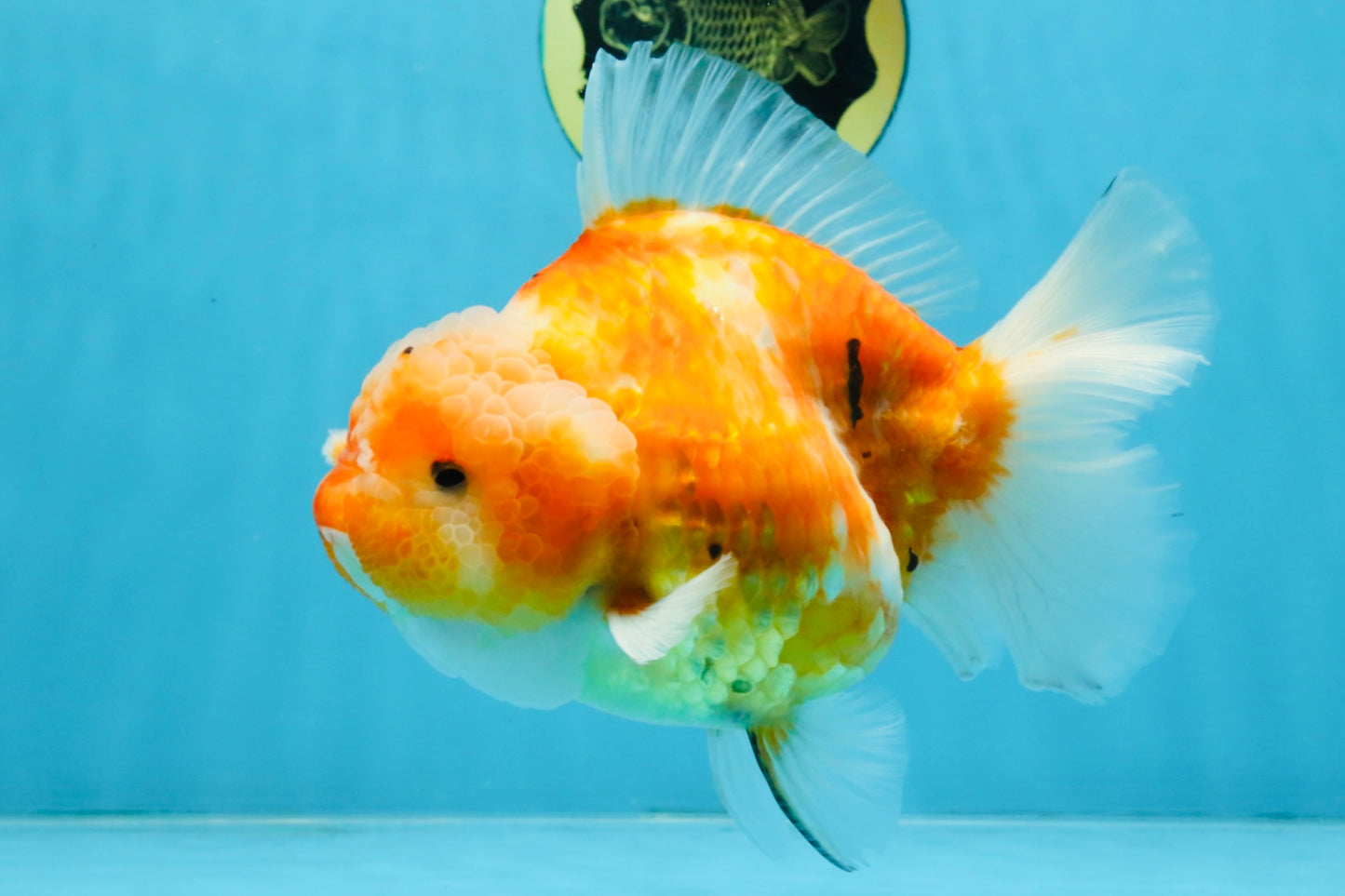 A Grade Sakura Yuanbao Female 6 inches #111425YB_02