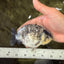 A Grade Tiger Ranchu Male 5 inches #080726RC_30
