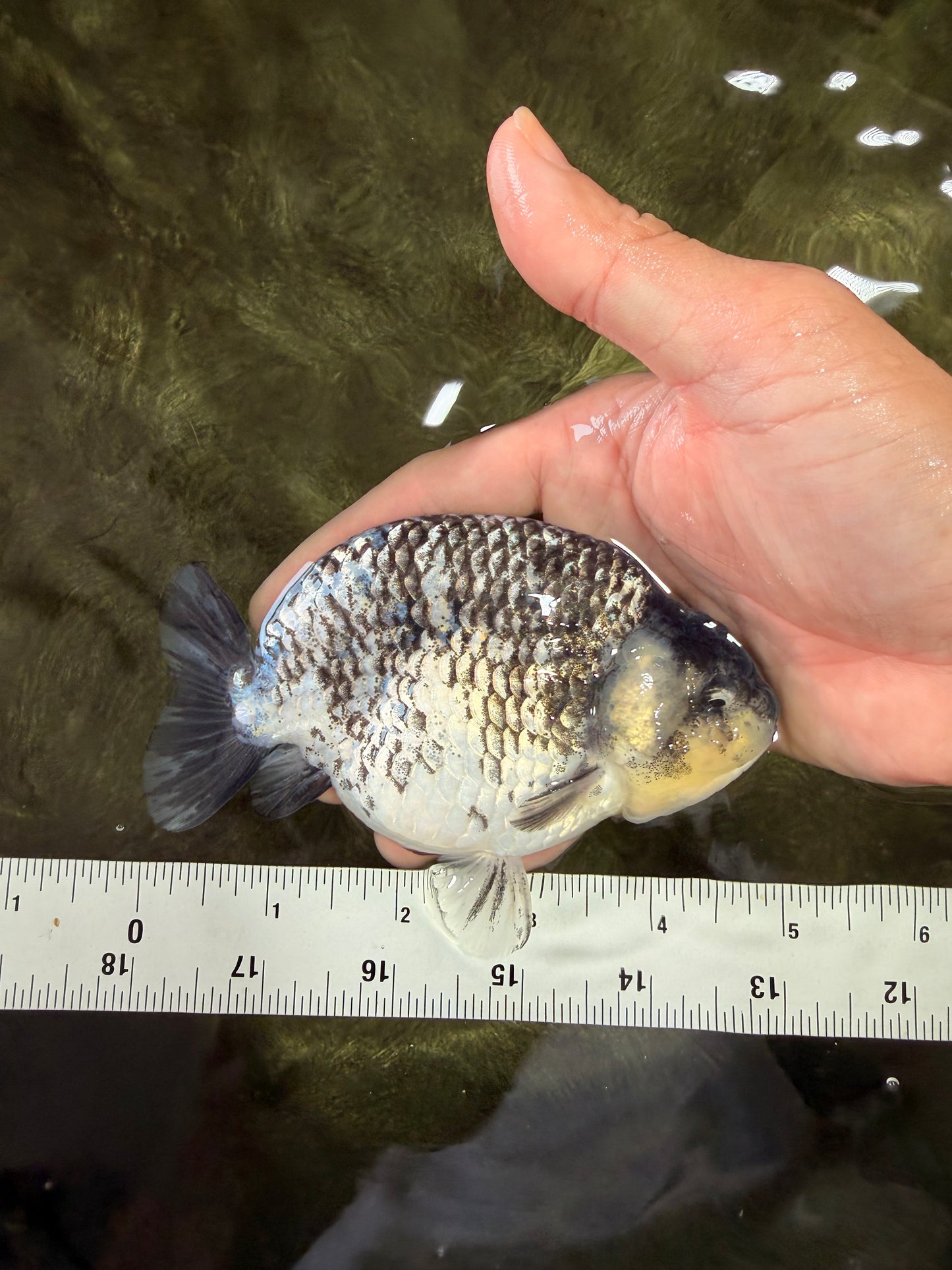 A Grade Tiger Ranchu Male 5 inches #080726RC_30