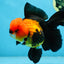 AAA Grade UNIQUE Apache Oranda Female 5.5-6 inches #080825OR_09
