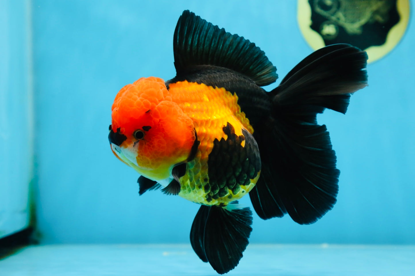 AAA Grade UNIQUE Apache Oranda Female 5.5-6 inches #080825OR_09