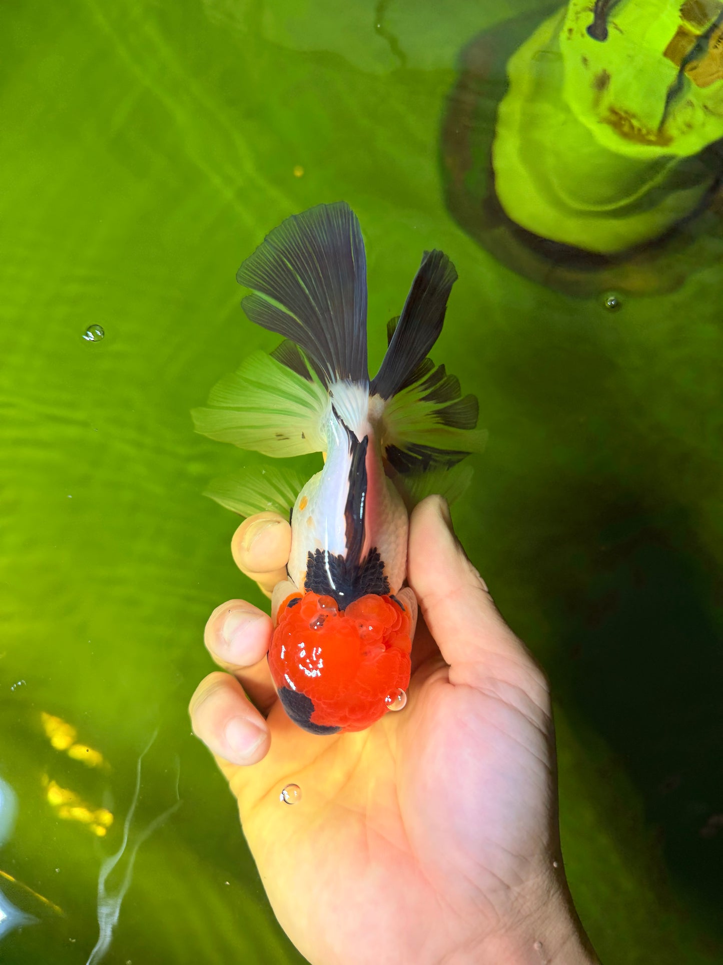 Tricolor Oranda Male 5-5.5 inches #041026OR_12