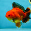 AAA Grade Apache Oranda Male 5-5.5 inches #050925OR_51